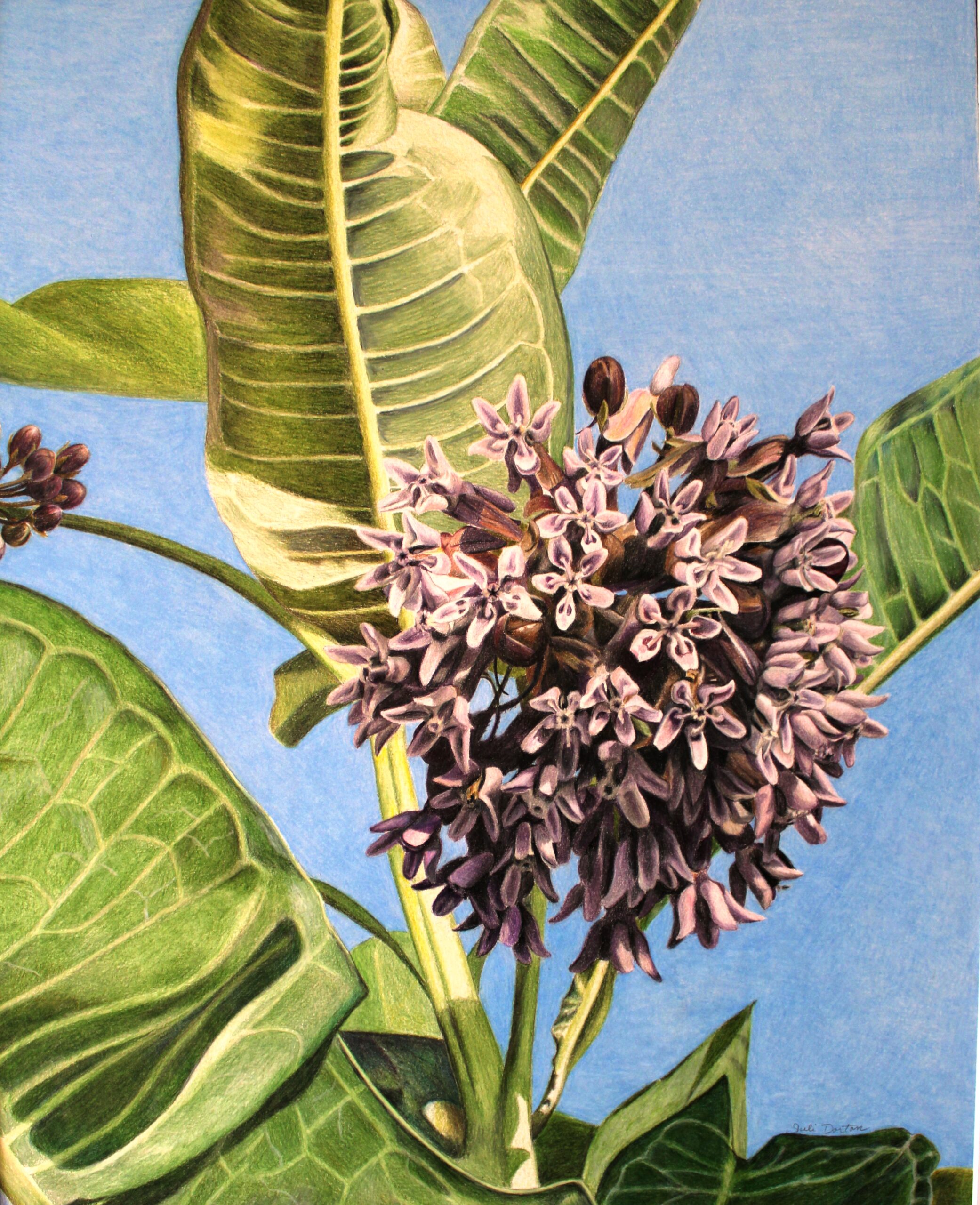 JuliDorton,Milkweed,ColoredPencil,16x20NFSCafe (5)
